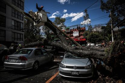 Varios &aacute;rboles han ca&iacute;do en el DF a consecuencia del mal tiempo. 