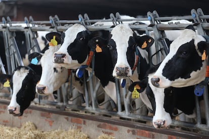 Varias vacas lecheras, de la raza bovina frisona, comen pienso y cereales, en una granja.