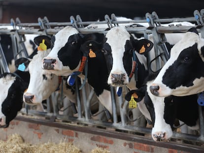 Varias vacas lecheras, de la raza bovina frisona, comen pienso y cereales, en una granja.