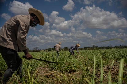 Laborers clear weeds from a sugarcane field in Madruga, Cuba.