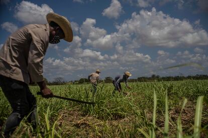 En una fotografía de abril de 2021, granjeros deshierban un cañaveral en Madruga (Cuba).