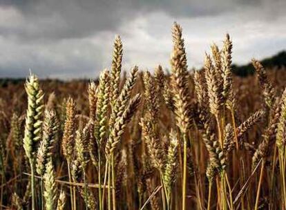Campo de trigo en una finca del Reino Unido.