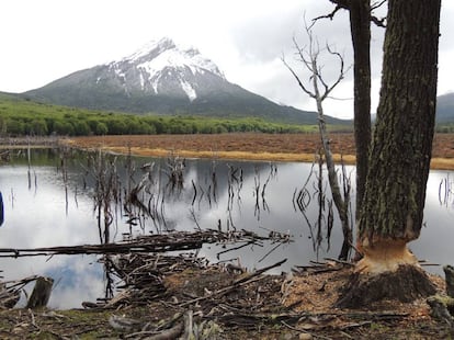 Da&ntilde;os causados por castores en Tierra del Fuego.