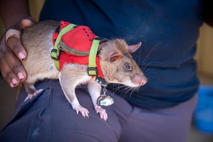 Una de las ratas del estudio, con el chaleco y el cascabel para encontrarla.