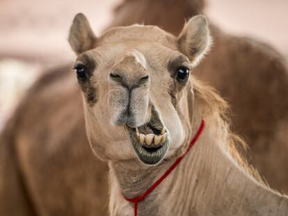 Al Ain, United Arab Emirates - a camel (camelus dromedaries) looks at the camera with a strange and funny expression at the Al Ain Camel Market.