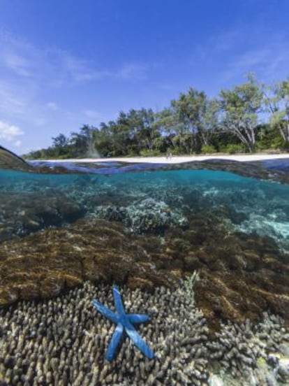 Arrecife de coral de la isla de Jaco, en Timor Oriental.