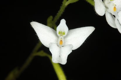 La 'Ponthieva mandonii' se ubica en Perú, Bolivia y el Cono Sur. Pertenece a la familia 'Orchidaceae', que es la más diversa de América con 12,983 especies. Esta familia representa del 9% al 23% de la flora de los países tropicales andinos (Ecuador, Colombia, Perú, Venezuela y Bolivia) y el 13% de la de América Central.