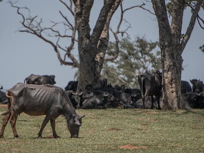 Búfalos abandonados Brasil