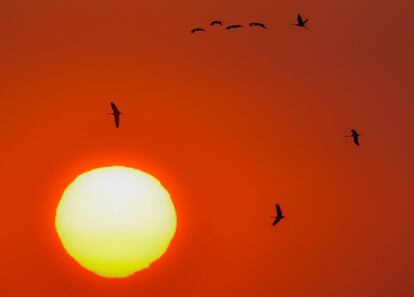 Grullas vuelan al atardecer, cerca del pueblo aleman de Bending.