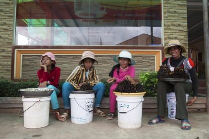 Cuatro vendedoras esperan a que lleguen clientes, en el mercado de tarántulas de Skuon, conocido como el pueblo de las tarántulas, en la provincia de Kampong Cham (Camboya).