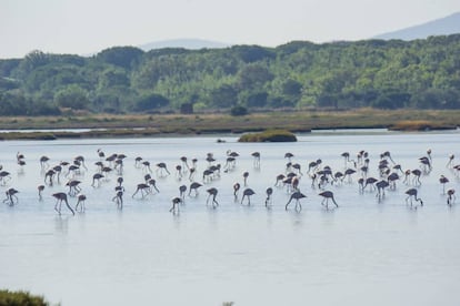 La reserva natural Diaccia Botrona, uno de los humedales más importantes de Italia, es un lugar perfecto para ver flamencos. Se recorre a pie, en bici o en barca.