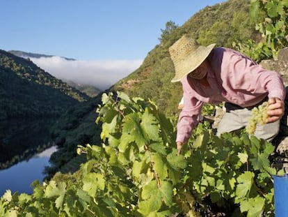 Comienzo de la vendimia en Vilachá, de la denominación de origen Ribeira Sacra