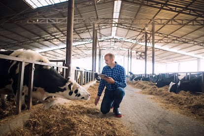 Esta tecnología permite monitorizar la salud de los animales en explotaciones ganaderas para evitar o adelantarse a cualquier problema de salud y mejorar su alimentación.