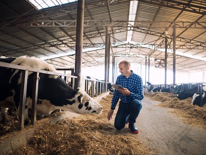 Esta tecnología permite monitorizar la salud de los animales en explotaciones ganaderas para evitar o adelantarse a cualquier problema de salud y mejorar su alimentación.