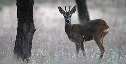 Un corzo en la sierra de Madrid.