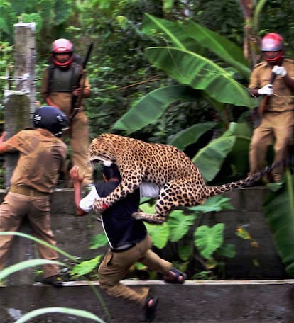 Un leopardo ataca a un guarda forestal en las afueras de Prakash Nagar, Hyderabad , en el sureste de la India. El animal entró en el núcleo urbano hiriendo a seis personas.