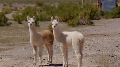 Dos llamas en la comunidad de Río Grande.