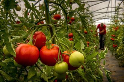 Indoor-grown tomatoes at a farm in France.