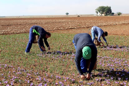 Agricultores durante el cultivo del azafrán, en Castilla La Mancha