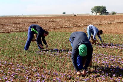 Agricultores durante el cultivo del azafrán, en Castilla La Mancha