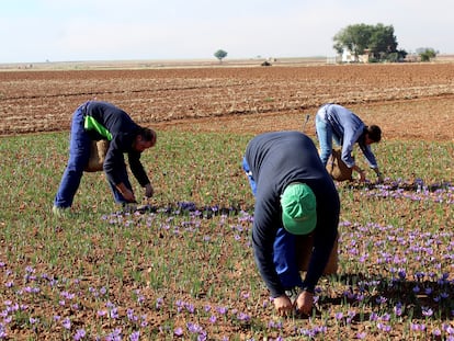 Agricultores durante el cultivo del azafrán, en Castilla La Mancha