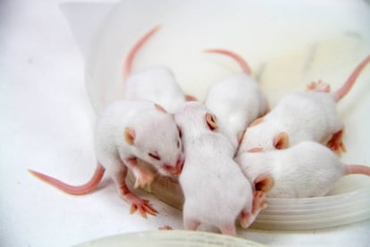 Seis crías de ratón de laboratorio.