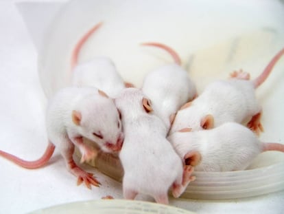 Seis crías de ratón de laboratorio.