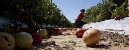 Una inmigrante trabaja en el campo en Steele, Alabama.