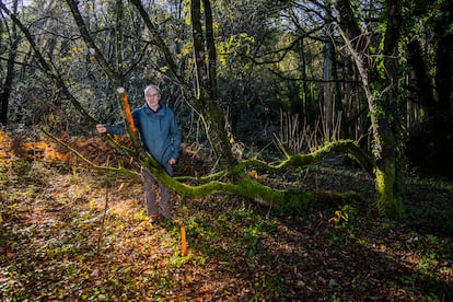 Luciano Villar, portavoz de la asociación de vecinos Conxo Aberto, junto a uno de los árboles marcados para ser talados en el bosque del río Sar en Santiago.