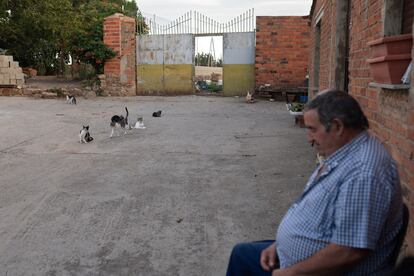 Un vecino de Piedrahita de Castro sentado en una calle rodeado de gatos, este miércoles. 