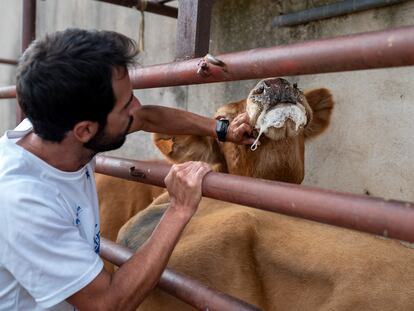 Una vaca afectada por la enfermedad hemorrágica epizoótica, en una explotación ganadera de Muga de Sayago, en Zamora, el pasado 6 de septiembre.