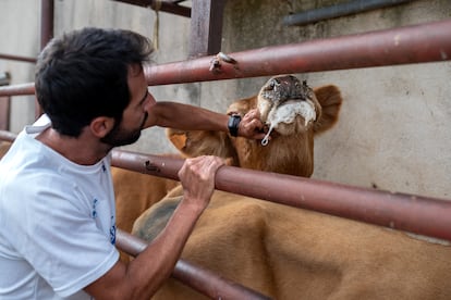 Una vaca afectada por la enfermedad hemorrágica epizoótica, en una explotación ganadera de Muga de Sayago, en Zamora, el pasado 6 de septiembre.