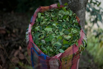 Recolecta de hojas de coca en el Cañón del Micay, Colombia, en agosto 2024. 