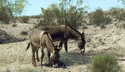 Dos burros en el desierto del Mojave.