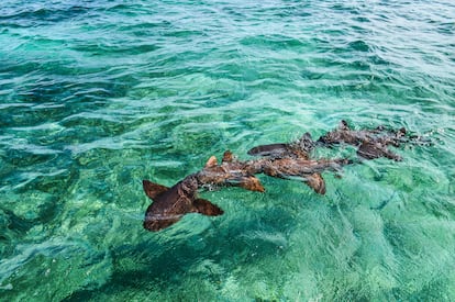 Tiburones enfermera en las costas de Cayo Caulker.