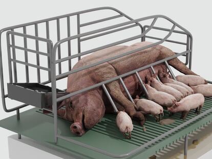 Las macrogranjas, paso a paso: un proceso industrial para criar 53 millones de cerdos al año