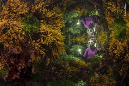 Justin Gilligan (Australia) fotografía el reflejo de un guardián marino entre las algas. En el arrecife tropical más meridional del mundo, Justin quería mostrar cómo la cuidadosa gestión humana ayuda a preservar esta vibrante selva de algas. Con sólo una ventana de 40 minutos en la que las condiciones de la marea eran las adecuadas, Justin necesitó tres días de ensayo y error antes de conseguir su imagen. Los efectos del cambio climático, como el aumento de la temperatura del agua, están afectando a los arrecifes a un ritmo cada vez mayor. Los bosques de algas mantienen cientos de especies, capturan carbono, producen oxígeno y ayudan a proteger las costas.