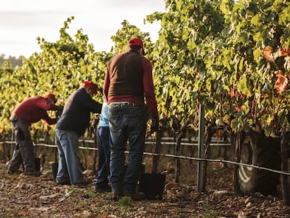 La vendimia en la DOC de Rioja ha terminado estos días.