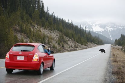 Un oso 'grizzly' cruza la Icefields Parkway, en el parque nacional de Banff (Canadá), ante el coche de unos turistas.