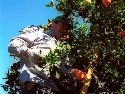 Un trabajador del sector agrario recogiendo naranjas. 