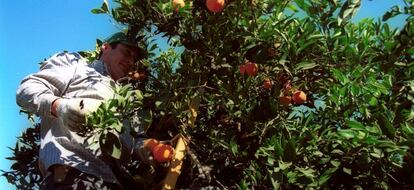 Un trabajador del sector agrario recogiendo naranjas.