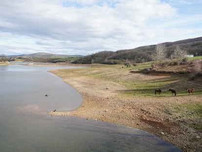 Unos animales pastan en laderas descubiertas por la escasez de agua en el embalse del Ebro en Reinosa.