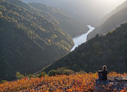 Una de las espectaculares vistas desde los viñedos de la Ribeira Sacra, con el río Sil encajonado al fondo.