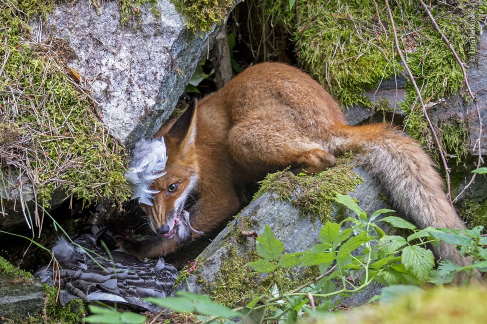 Los ganadores del ‘Wildlife Photographer of the Year’ | Fotos | Los ...