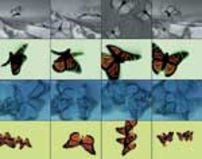 Butterflies, de Danny Brown