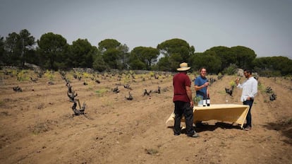 Uno de los viñedos de la bodega Las Moradas, en San Martín de Valdeiglesias, que ofrece visitas y actividades durante toda la semana.