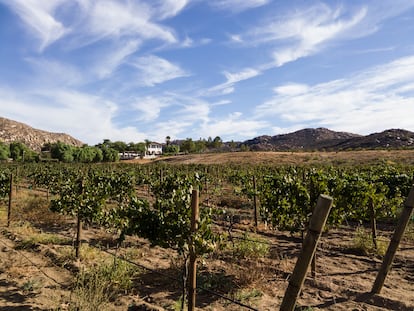 Zona vinícola del Valle de Guadalupe, en Ensenada, Estado de Baja California.