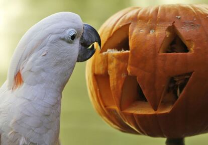 Una cacatúa picotea una calabaza típica de Halloween en el zoológico de la ciudad de Oklahoma (EE UU).