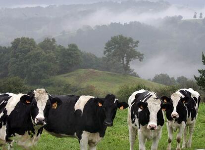 Un grupo de vacas pastan en un monte de Vizcaya.