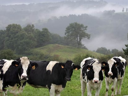 Un grupo de vacas pastan en un monte de Vizcaya.